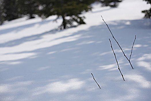 枝条,雪原