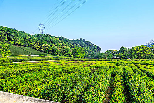 杭州西湖龙井村茶山