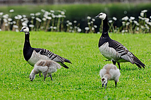白额黑雁,小鹅,荷兰,欧洲