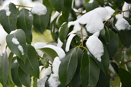 雪中树叶