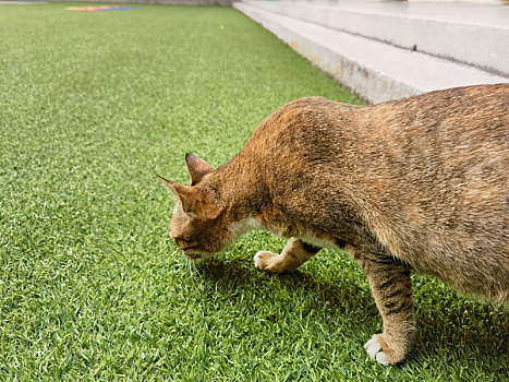 校园的猫撒泼打滚让人欢喜