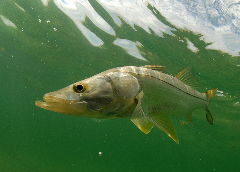 魚_水下_遊動_大西洋_海洋_海岸_佛羅里達_高清圖片_全景視覺