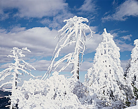 加利福尼亚,圣地亚哥,州立公园,风,积雪,树,顶峰,大幅,尺寸