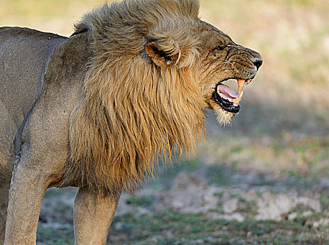 狮子,雄性,赞比西河下游国家公园,赞比亚,非洲