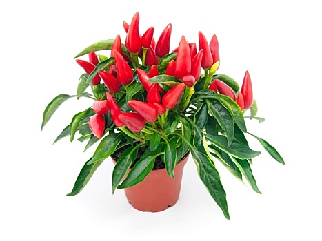 植物,红色,辛辣,辣椒,白色背景,背景