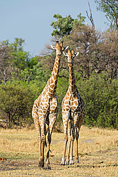头像,两个,南方,长颈鹿,奥卡万戈三角洲,博茨瓦纳,非洲