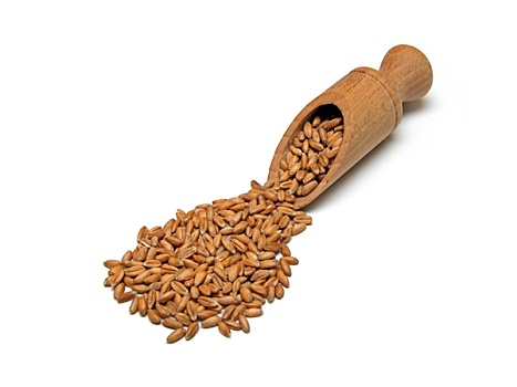 斯佩耳特小麦,小麦