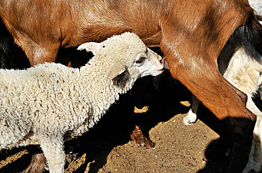 羊羔,吸吮,动物乳房,山羊,奶奶,查科,阿根廷,南美