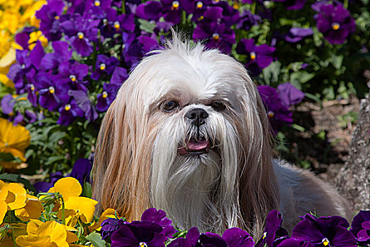 西施犬,围绕,花