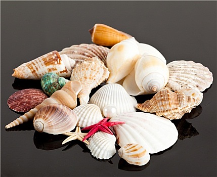 异域风情,海螺壳,财富,海洋