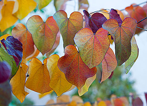 叶子,秋色,树,树林,三色堇,品种,巴伐利亚,德国,欧洲