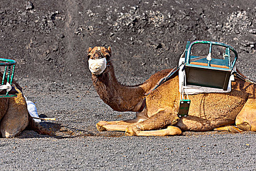 骆驼,蒂玛法雅国家公园,等待,旅游,引导