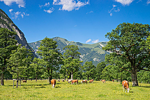 放牧,母牛,格罗塞尔,提洛尔,奥地利,欧洲