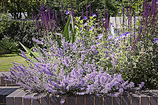 鼠尾草,蓝色,紫花,床,花园,伦敦