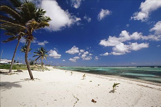 棕榈树,海滩,大开曼岛,开曼群岛