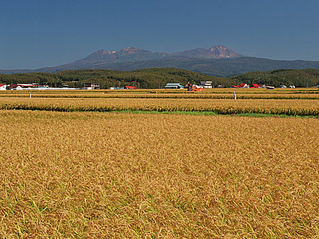 稻田