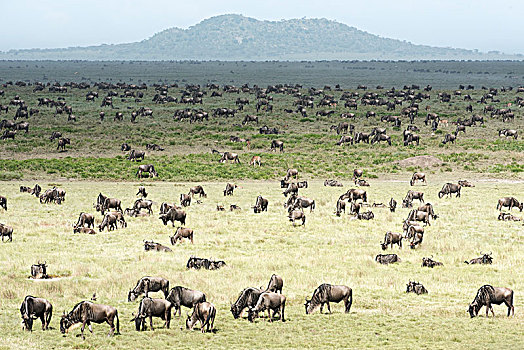 大,牧群,角马,放牧,塞伦盖蒂,短小,草,靠近,恩戈罗恩戈罗火山口,保护区,坦桑尼亚