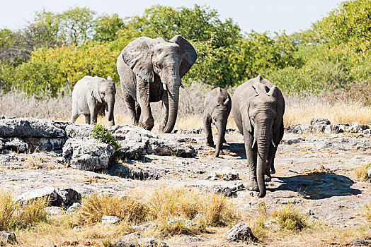 非洲象,小动物,埃托沙国家公园,纳米比亚,非洲