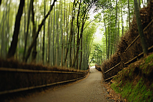 道路,竹子,树,日本