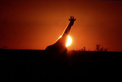 长颈鹿,日落,埃托沙国家公园,纳米比亚