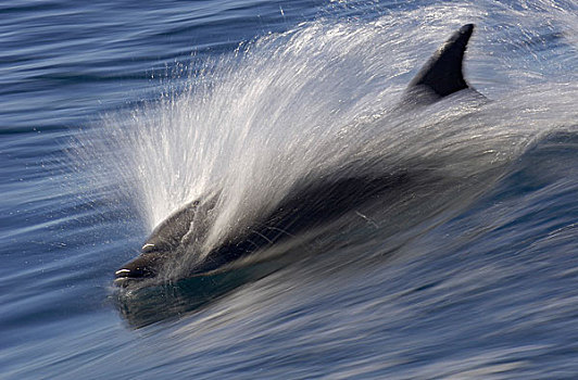 普通,海豚,成年,水面急行,动感效果,科特兹海,墨西哥
