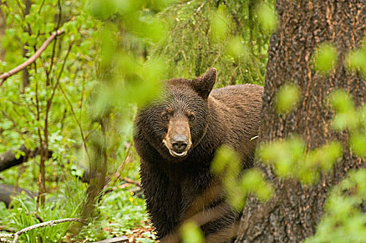 黑熊,树林