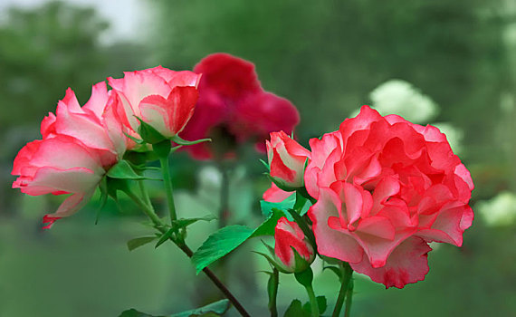 盛开的月季图片_盛开的月季图片大全_盛开的月季图片素材