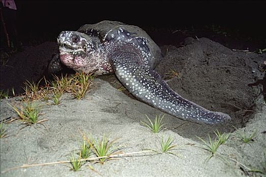 棱皮海龟,棱皮龟,夜晚,海湾,巴布亚新几内亚