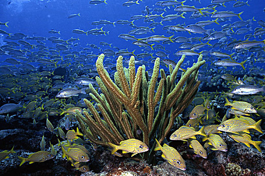 鱼群,珊瑚,芦苇,巴哈马,加勒比