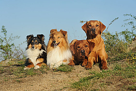 喜乐蒂犬,雄性,三色,雌性,拉布拉多犬,工作,线条,黄色