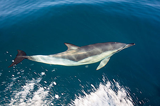 真海豚,大西洋,阿尔加维海岸,葡萄牙,欧洲