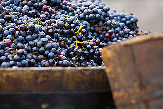 酿红酒用葡萄,南蒂罗尔,意大利,欧洲