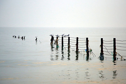 山东省日照市,太公岛海鸥翔集,早起的市民漫步海滩赏风景