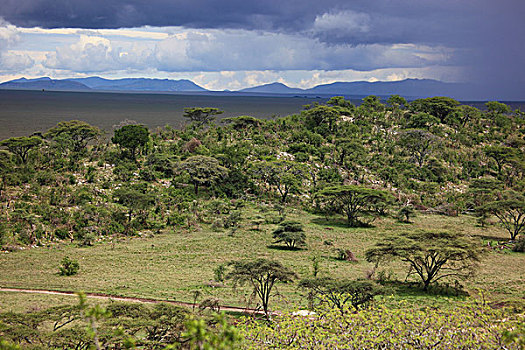 塞伦盖蒂,风景,下雨,季节,塞伦盖蒂国家公园,坦桑尼亚,非洲