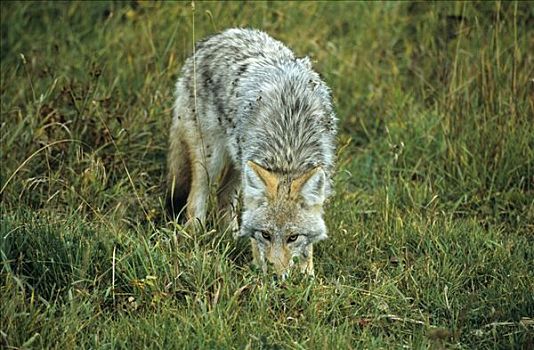 丛林狼,犬属,艾伯塔省,加拿大,北美
