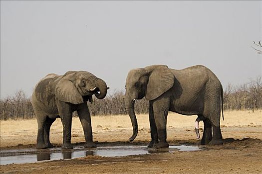 两个,非洲,灌木,大象,非洲象,水坑,乔贝国家公园,博茨瓦纳