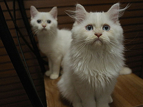 白色的猫咪虎斑猫