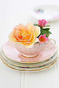玫瑰花,粉色,茶杯