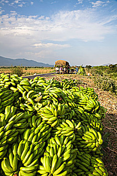 收获,煮食香蕉,装载,乡间小路,裂谷,主食,许多,东方,非洲,乡野,乌干达,埃塞俄比亚,肯尼亚