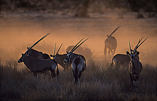 南非大羚羊,羚羊,晚上,亮光,卡拉哈迪大羚羊国家公园,卡拉哈里沙漠,南非,非洲
