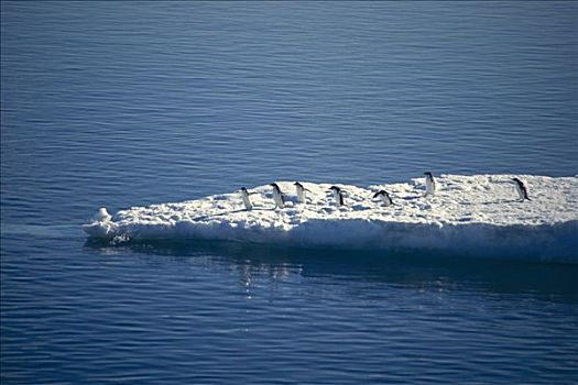 阿德利企鹅,冰山,南极