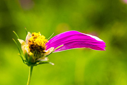 鲜花