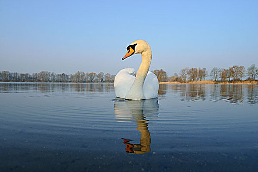 疣鼻天鹅,天鹅,湖,黑森州,德国
