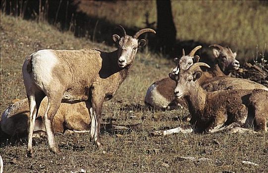 大角羊,哺乳动物,落基山脉,加拿大,北美,牲畜,农事,动物