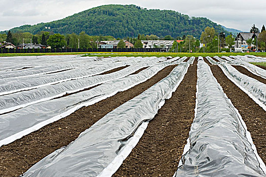农场,犁沟,遮盖,重,塑料制品,萨尔茨堡,奥地利