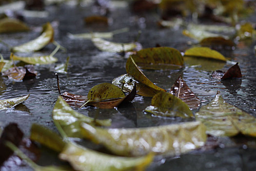 下雨落叶破败