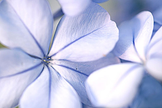 花,蓝色,微距,夏威夷大岛,夏威夷,美国