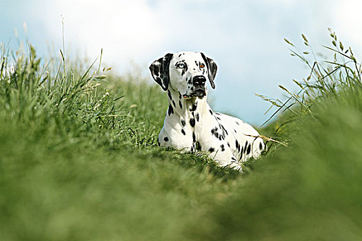 斑点狗,一个,蓝眼睛,草地,不同,彩色,眼睛,德国,欧洲