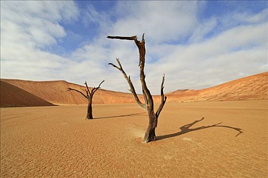 死,树,刺槐,死亡谷,纳米布沙漠,纳米比亚,非洲