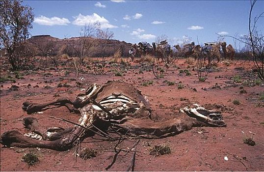 死,骆驼,单峰骆驼,哺乳动物,干燥,干旱,沙漠,澳大利亚,动物